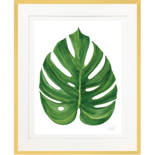 KS- MONSTERA 1